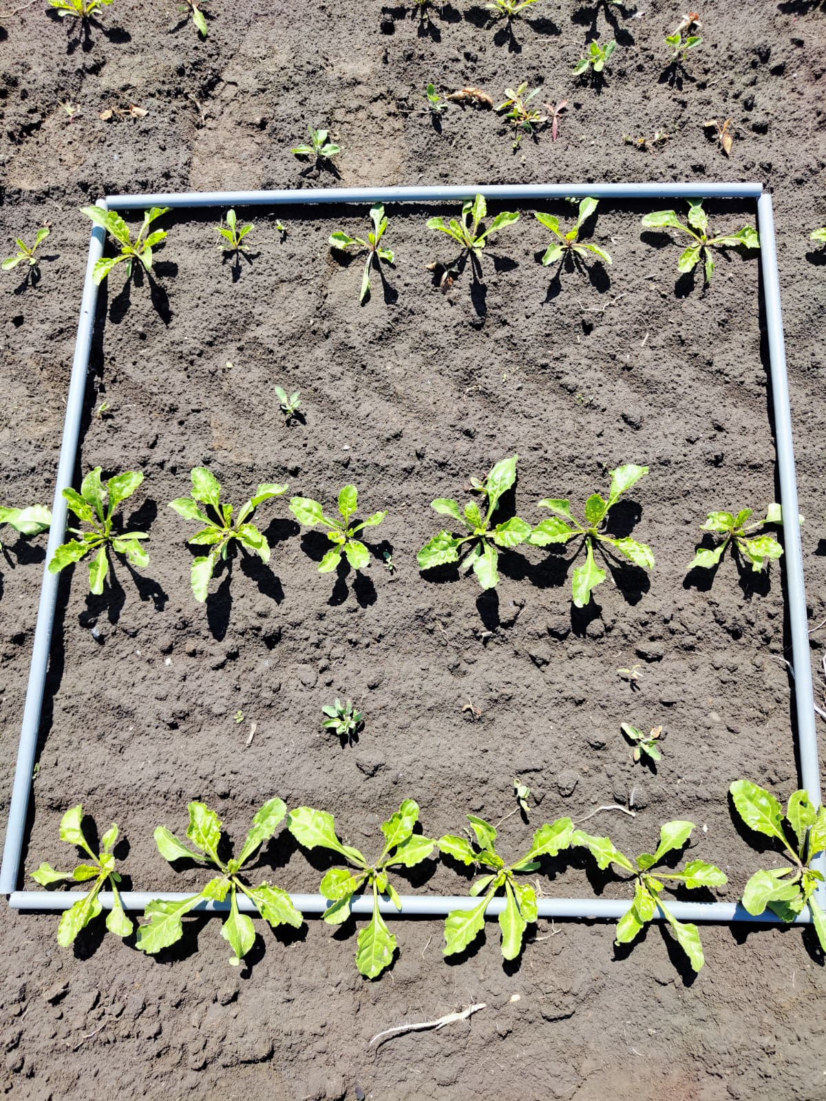 Field season open: QZ Solutions returns to agricultural sites for another season of hyperspectral data collection